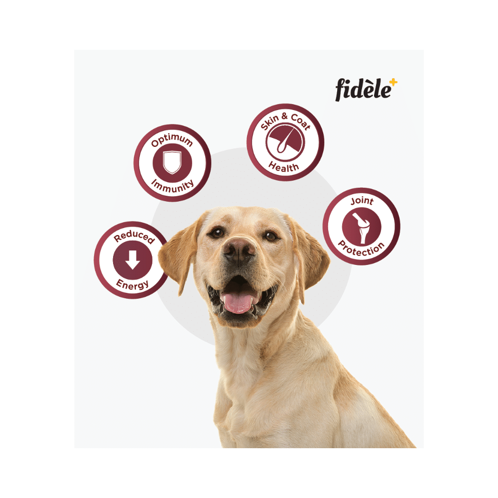 Fidele Plus Light & Senior Adult Dry Dog Food - Image 7