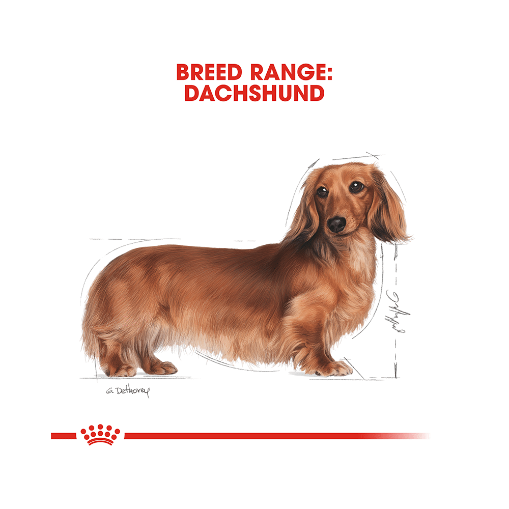 Royal Canin Dachshund Pet Food Adult - Image 2