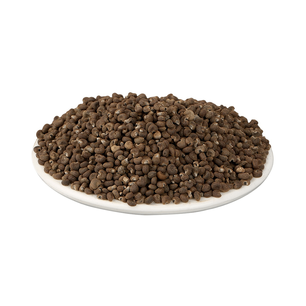Yuvika Mushk Dana - Ambrette Seeds - Image 3