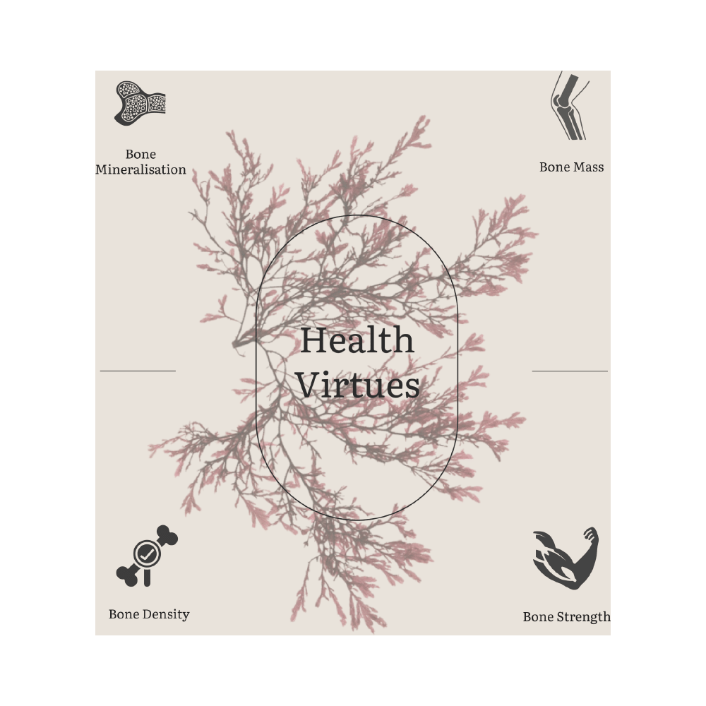 Earthful Healthy Bones Calcium + D3 + K2 Plant Capsule - Image 4