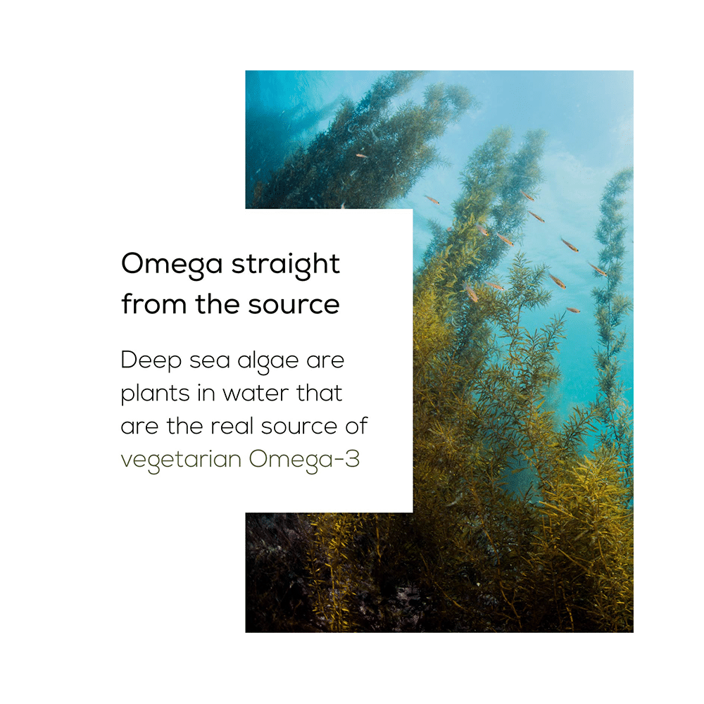 TrueBasics 100% Vegetarian Omega 3 Soft Capsule - Image 4